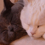 Cats asleep (2001)
