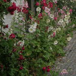 Wall of Roses